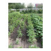Дождеватель Foxtrott Classic Gardena 01953-20.000.00