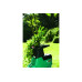 Электрический садовый измельчитель Bosch AXT 25 TC 0600803300