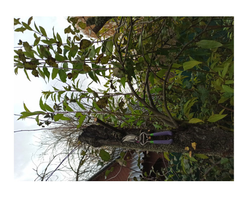 Кованый секатор Центроинструмент изогнутые ручки 1246